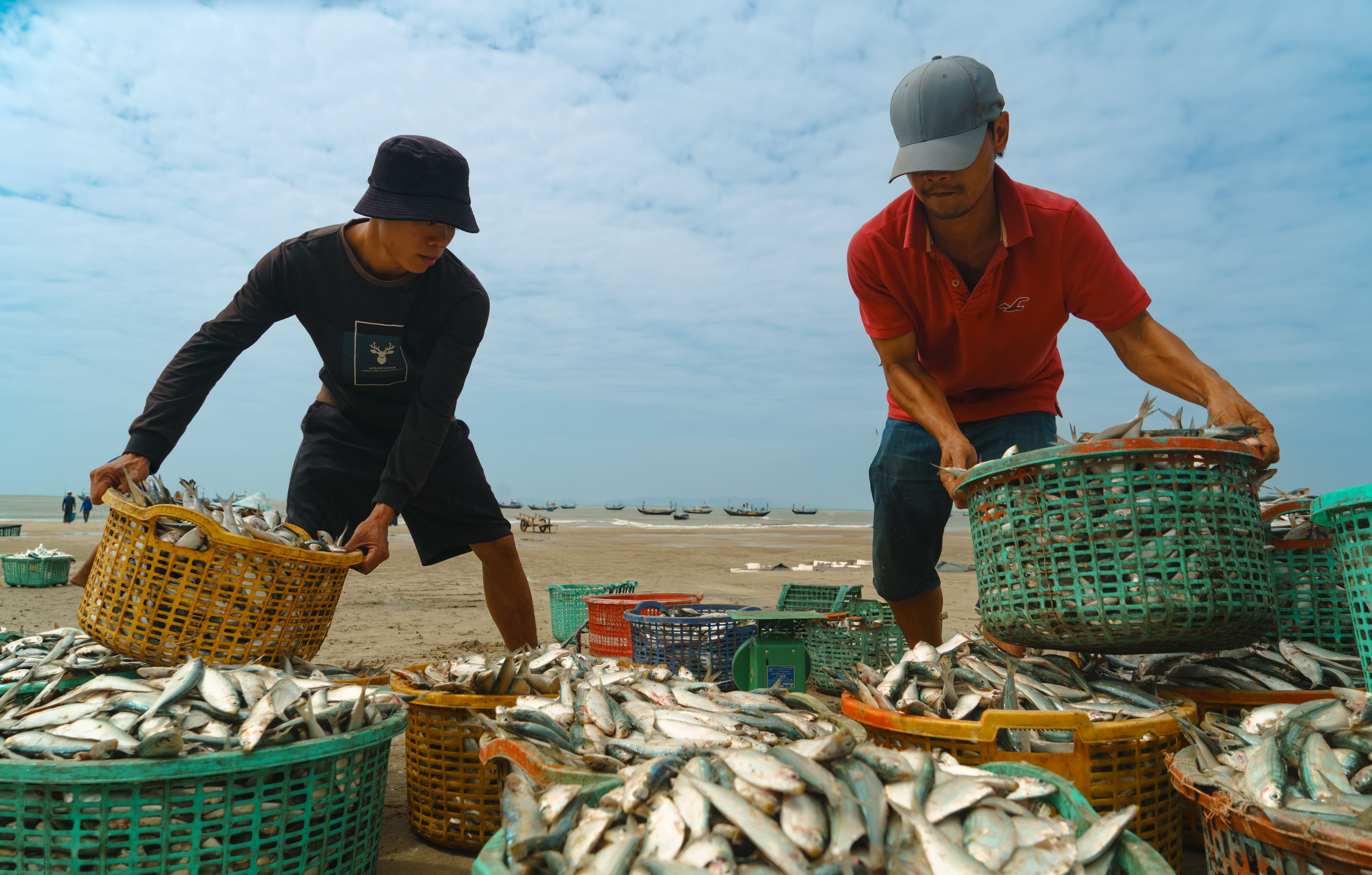 Two fishermen sorting fresh herring catch in Vũng Tàu, illustrating coastal life in Vietnam.