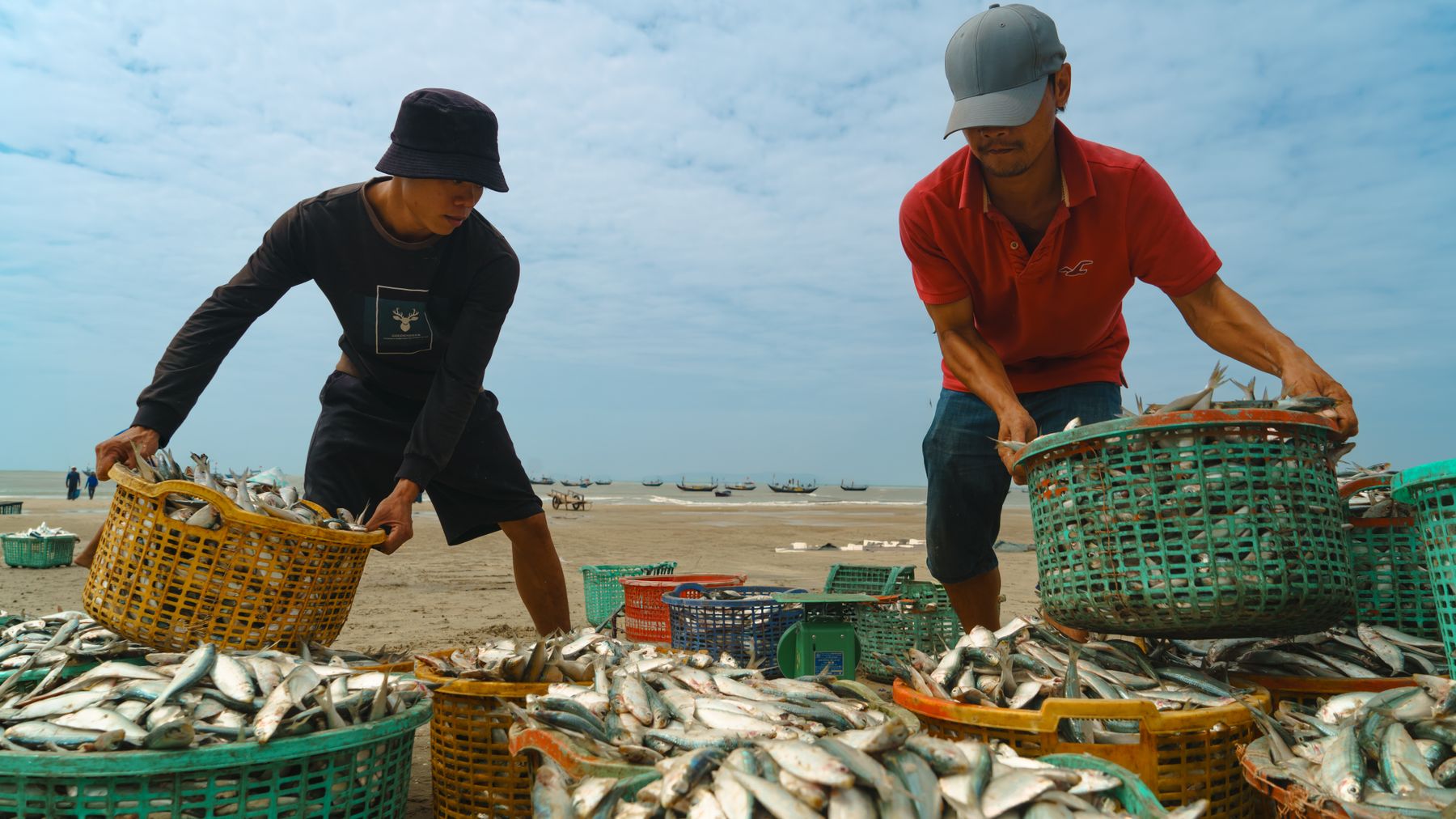Zwei Fischer sortieren frischen Heringsfang in Vũng Tàu und veranschaulichen das Küstenleben in Vietnam.