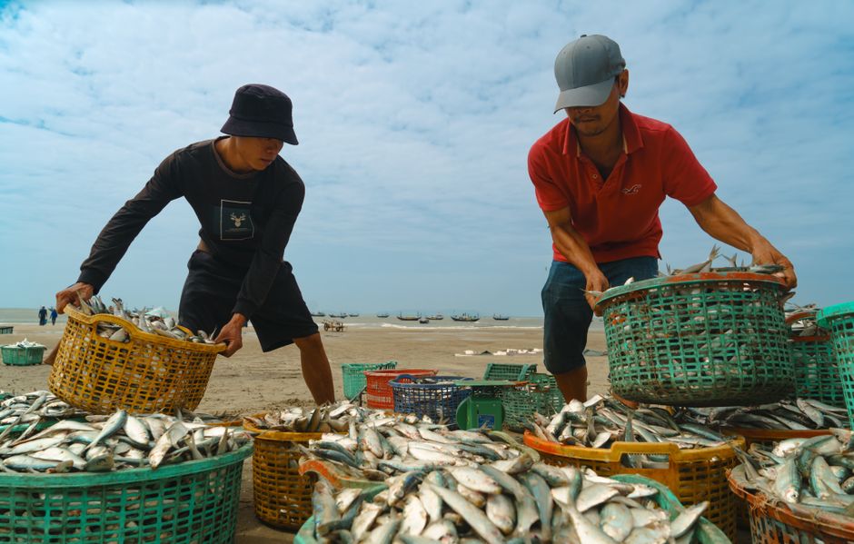 Two fishermen sorting fresh herring catch in Vũng Tàu, illustrating coastal life in Vietnam.
