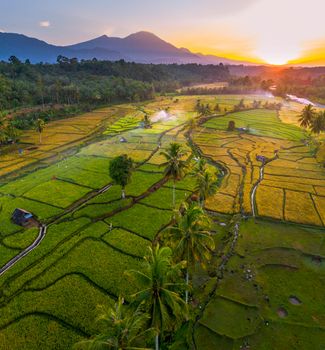 A breathtaking aerial view of lush rice fields in Bengkulu, Indonesia at sunrise, framed by mountains.