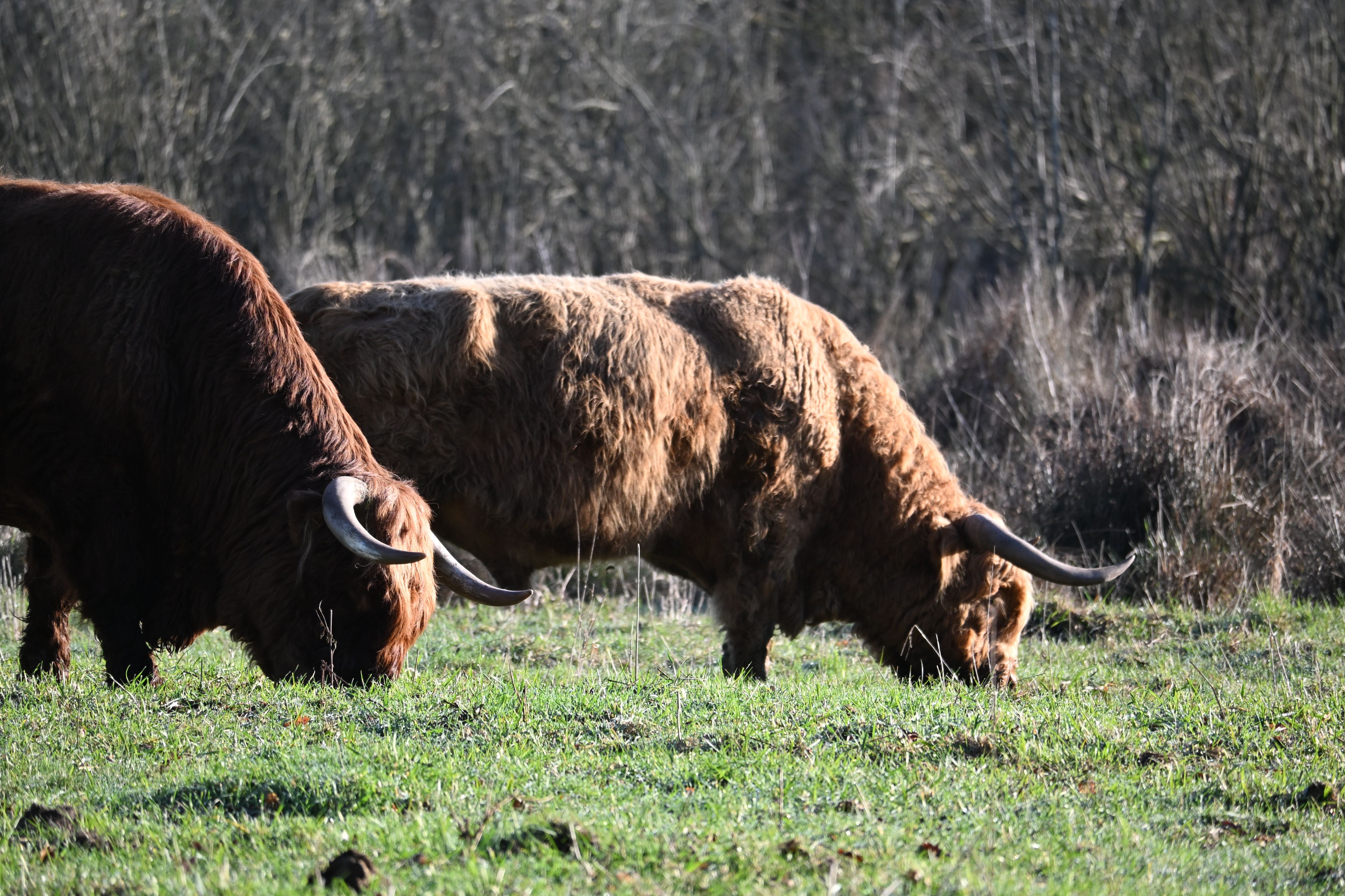 Highland Cattle Grazing in a Field · Free Stock Photo