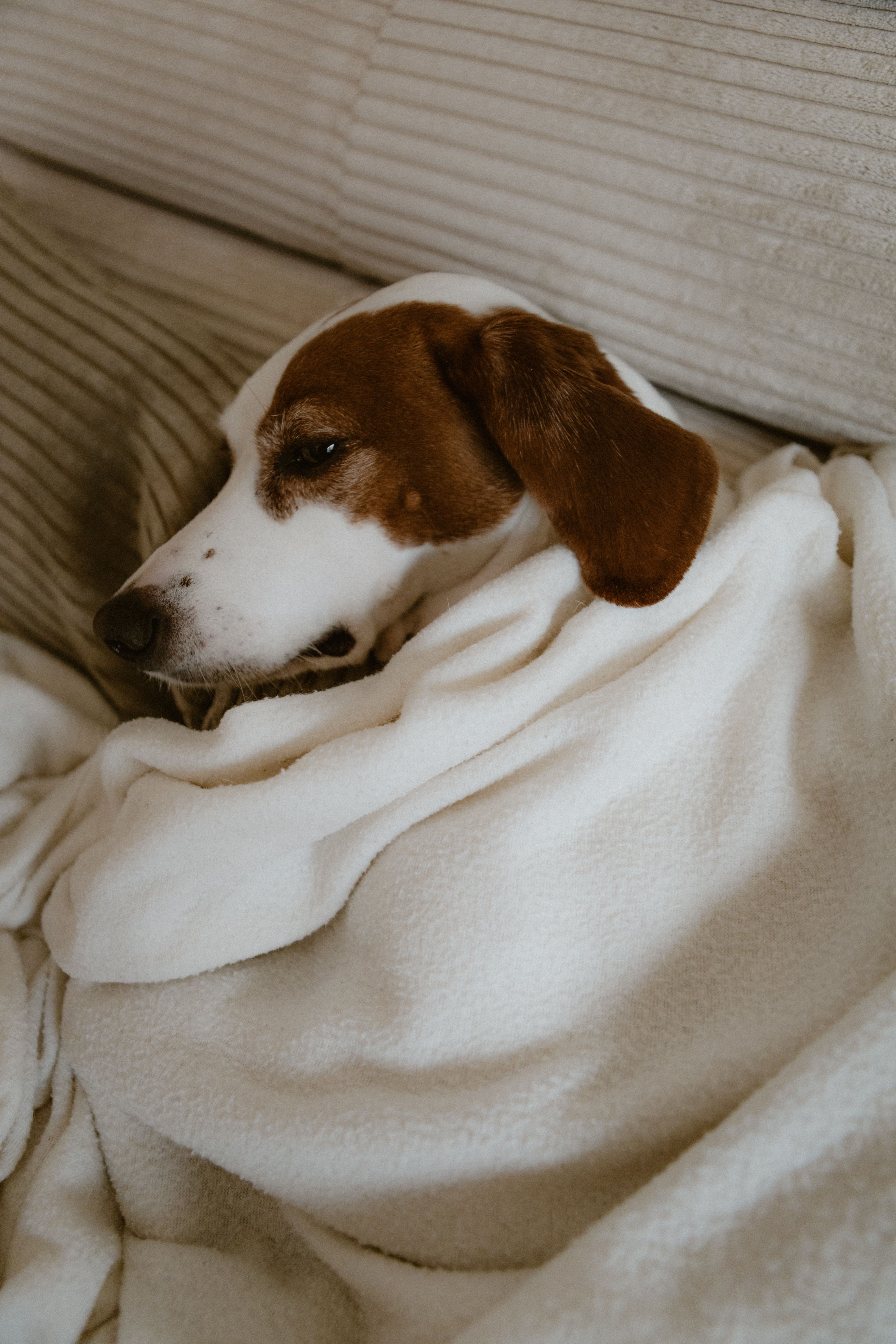 Signes de stress chez le chien : comment les identifier - illustration