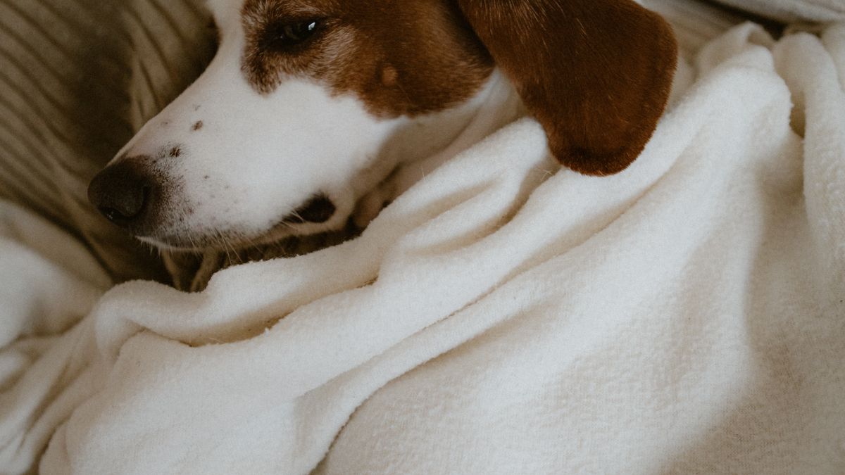 Signes de stress chez le chien : comment les identifier - illustration