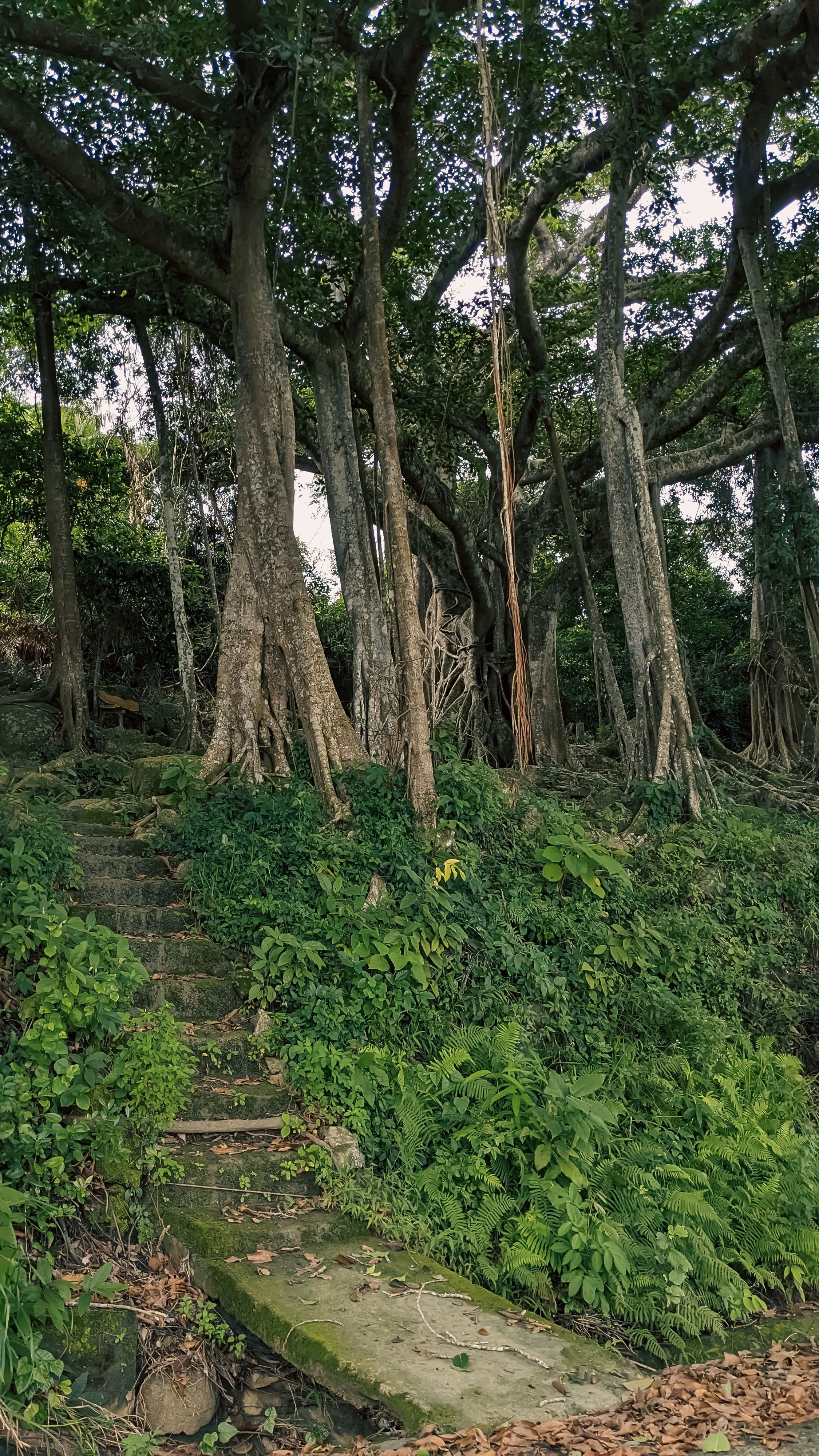 Lush Greenery and Ancient Trees in Da Nang · Free Stock Photo