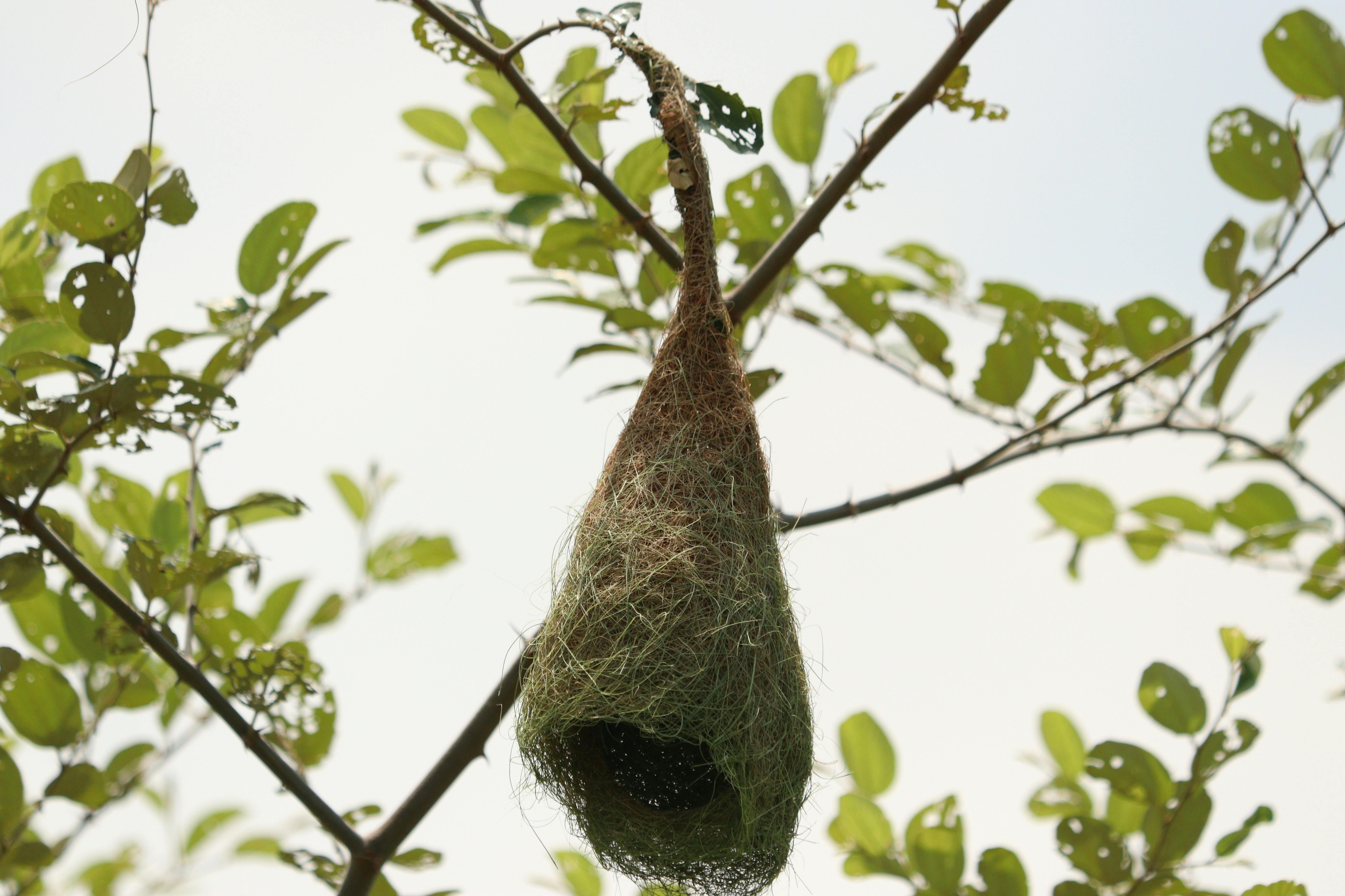 Close-up of a weaver bird nest hanging in a tree, Chhatarpur, India.