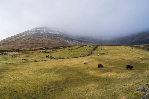 Sheep graze on a misty hillside in the picturesque Faroe Islands.