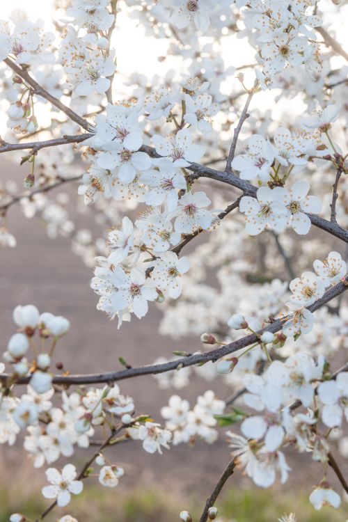 Free Close-up of white cherry blossoms blooming on branches during spring in a serene outdoor setting. Stock Photo