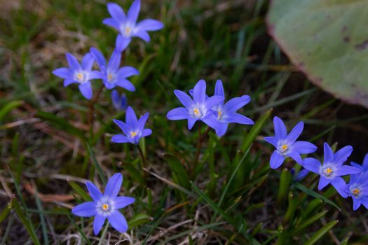 Bright blue star-shaped flowers amidst lush green grass, showcasing nature's vibrant beauty.