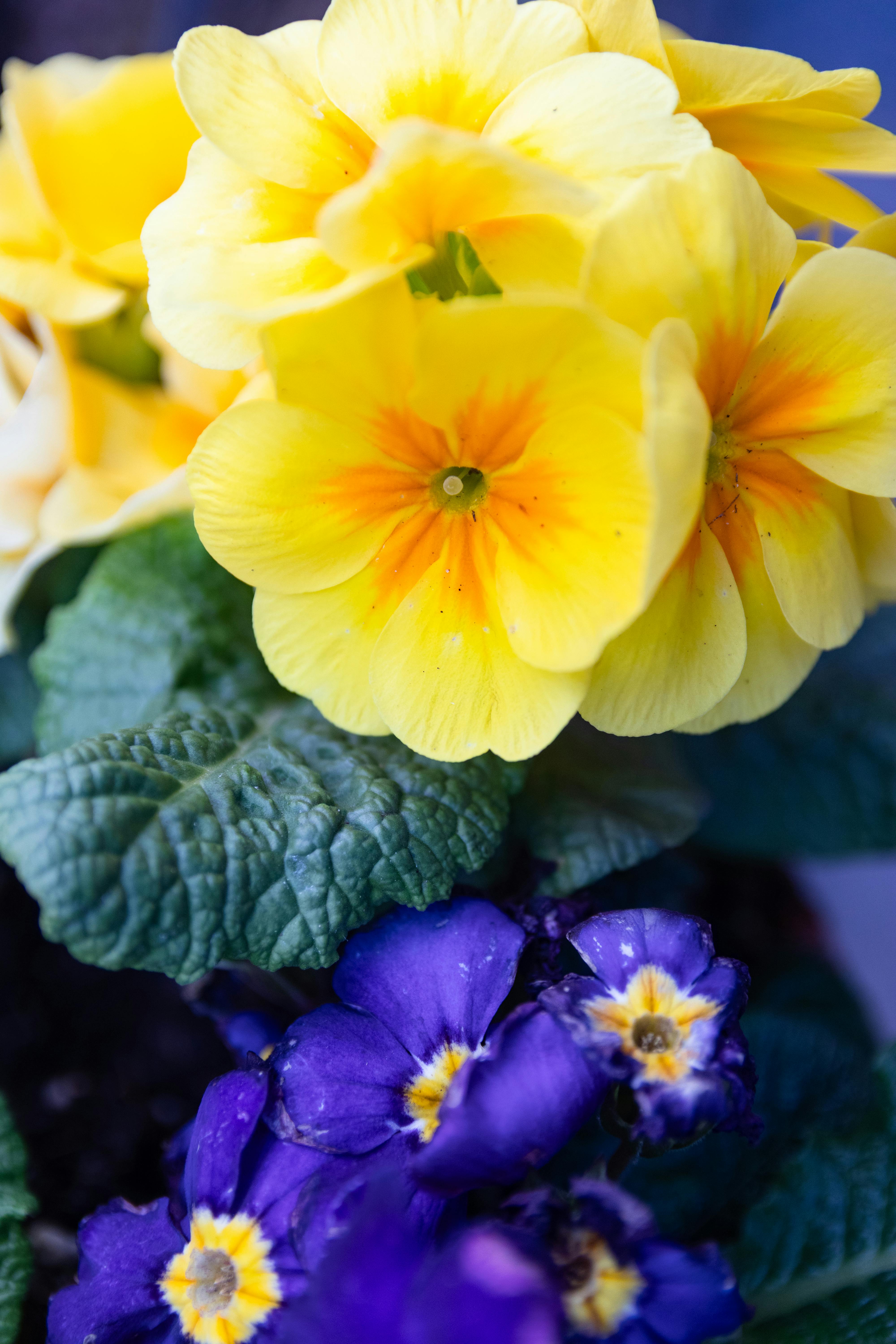 [ColoSach]-close-up-view-of-vibrant-yellow-and-purple-primrose-flowers-with-textured-leaves,-showcasing-detailed-petals.