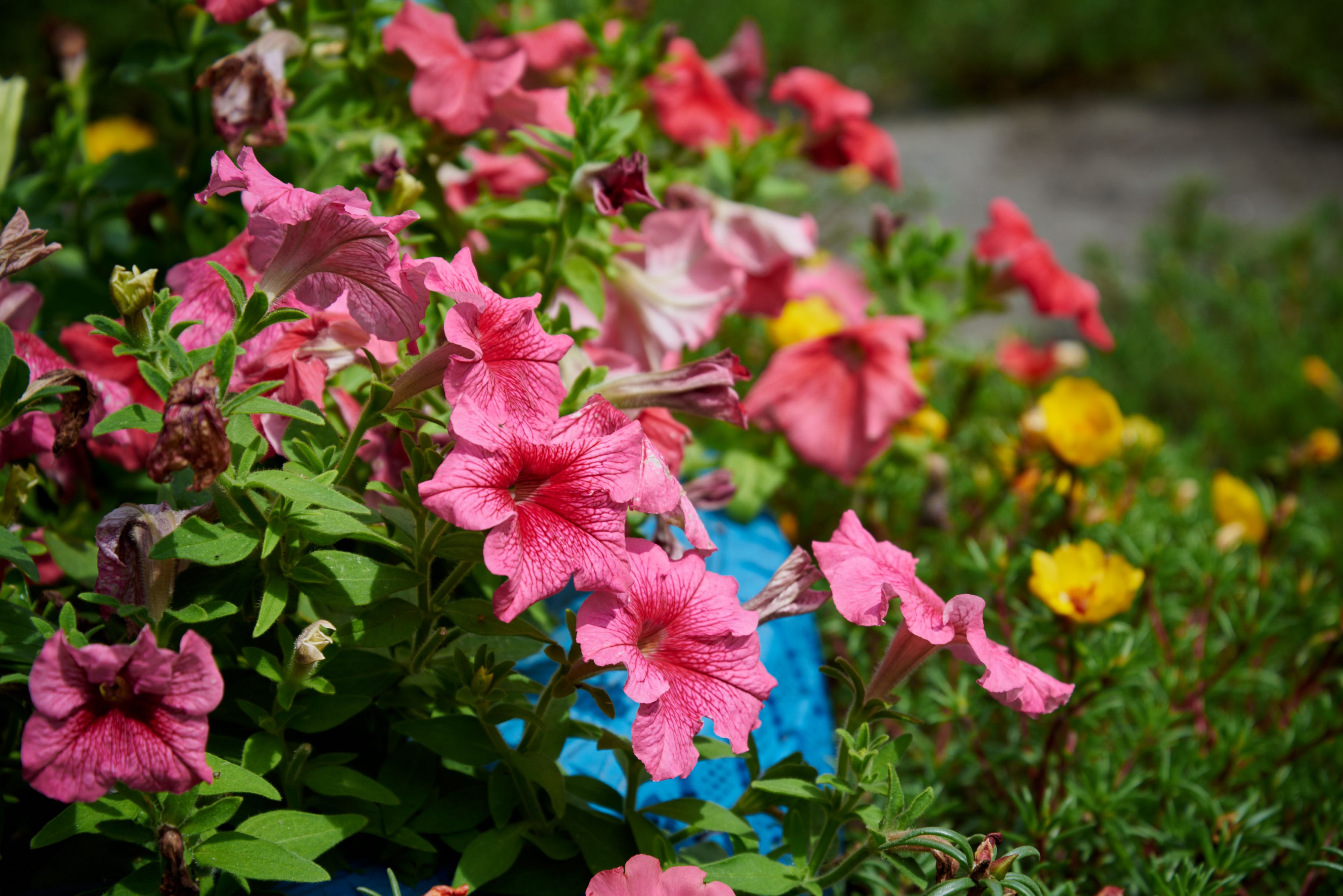 [ColoSach]-a-colorful-display-of-garden-flowers-showcasing-vibrant-pink,-red,-and-yellow-hues-outdoors.
