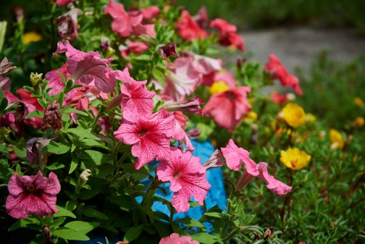 A colorful display of garden flowers showcasing vibrant pink, red, and yellow hues outdoors.