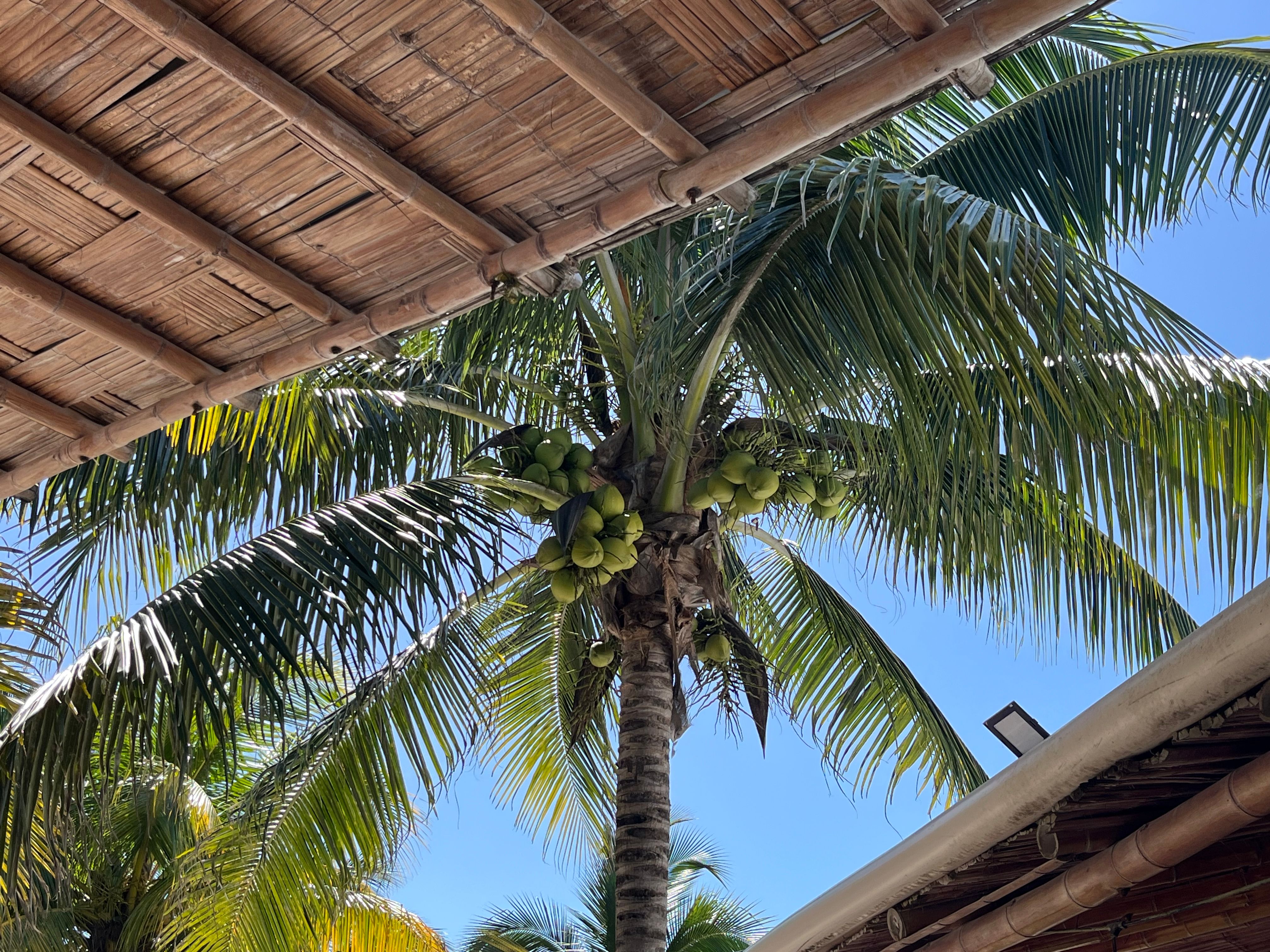 Tropical Coconut Palm Tree in Mahahual, Mexico · Free Stock Photo