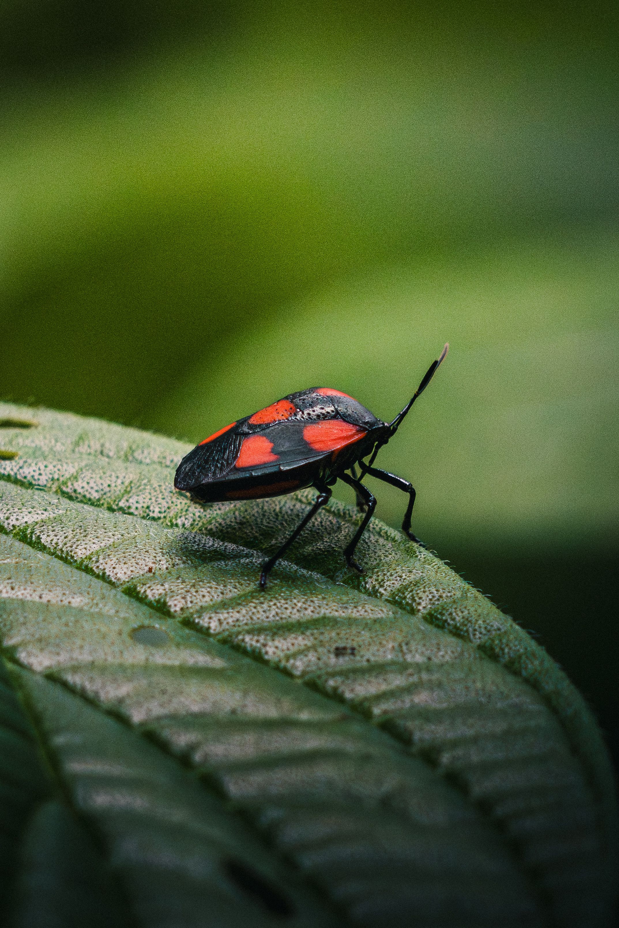 Close-up of a colorful bug on a leaf in the vibrant jungles of Costa Rica, showcasing its natural beauty.