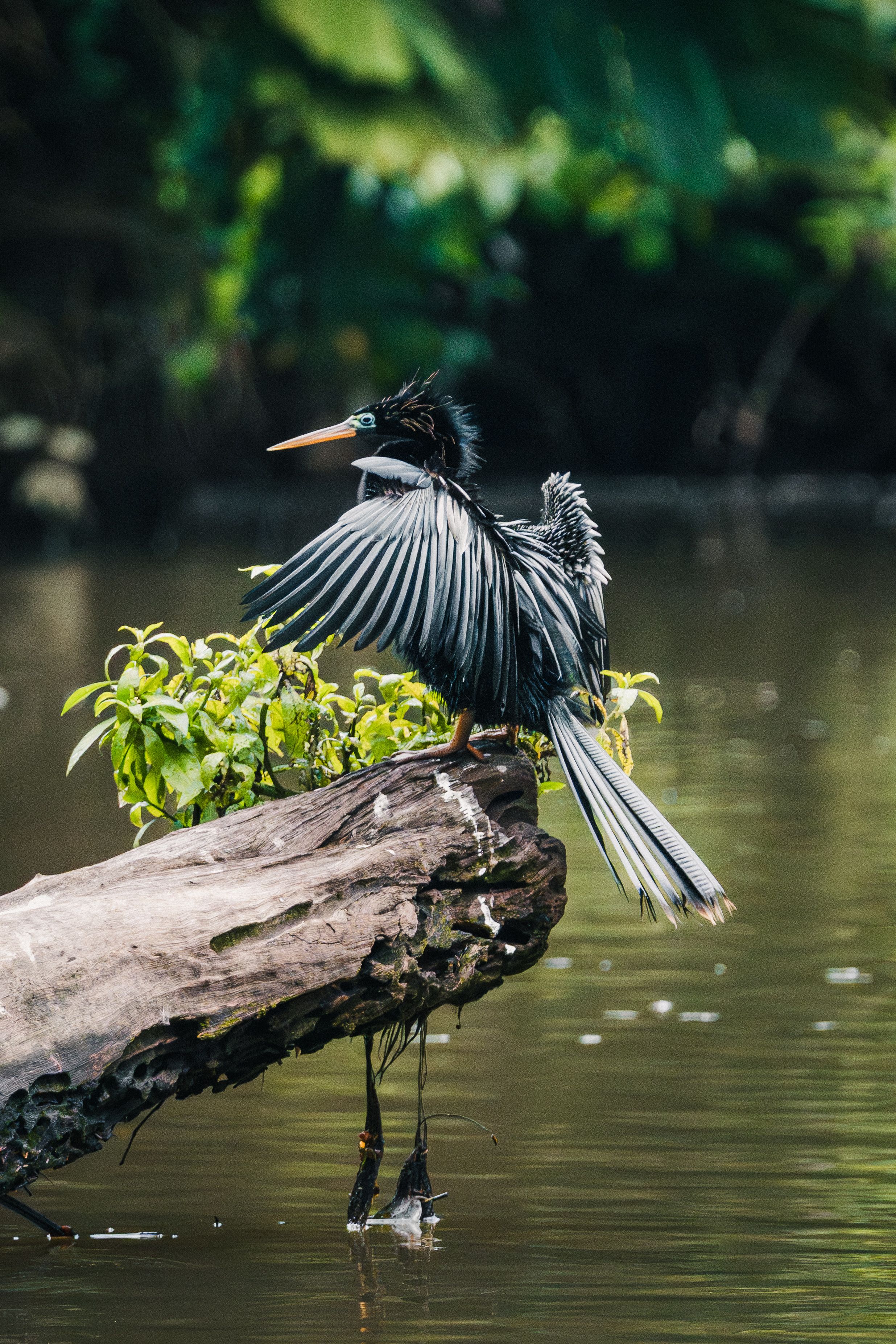 Tortuguero Costa Rica