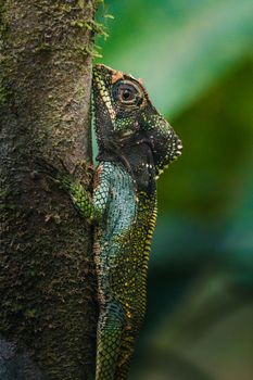 gecko photo
