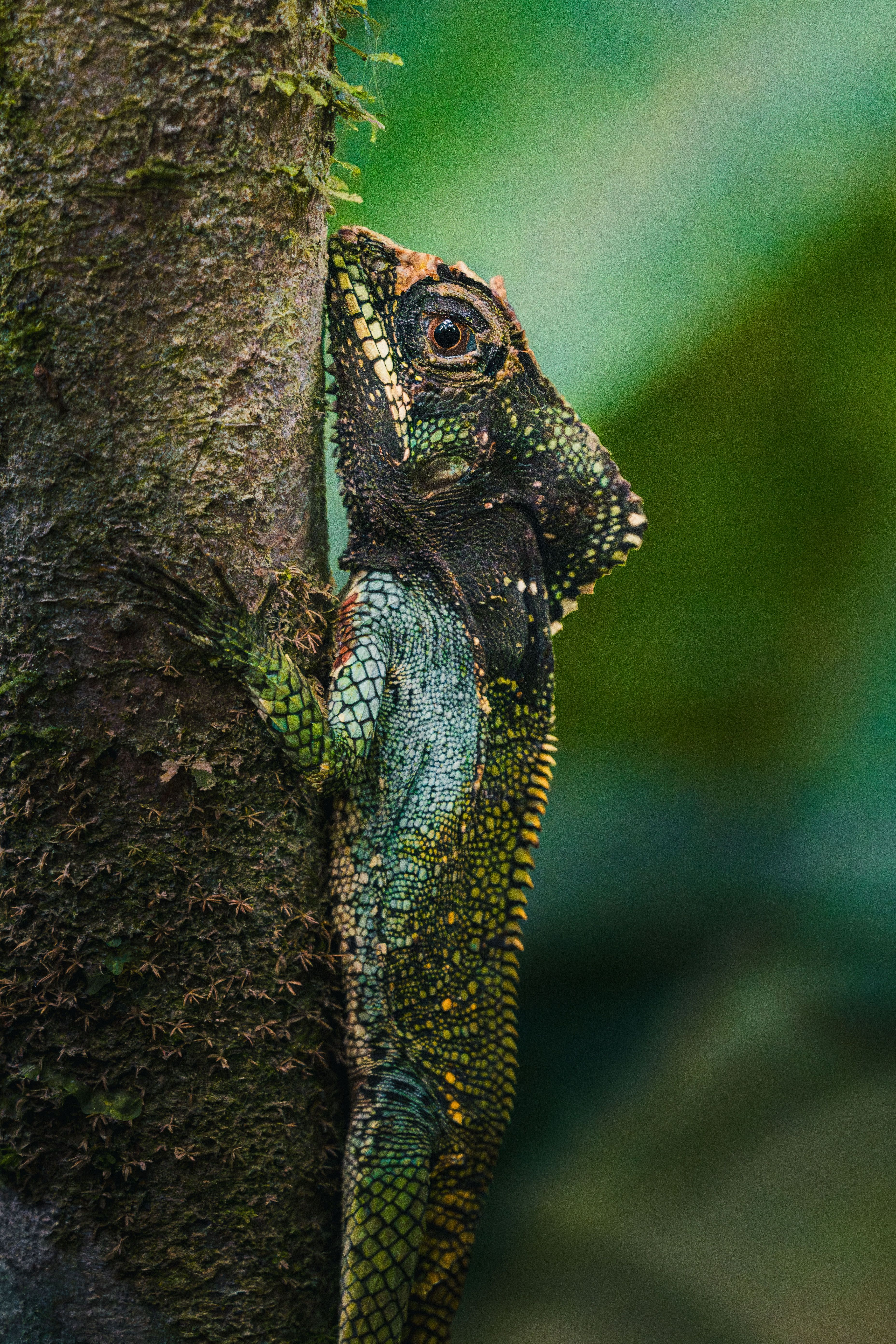 Colorful Lizard on Tree in Costa Rican Rainforest · Free Stock Photo