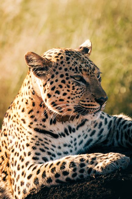 Close-up of a leopard relaxing in the sun in Namibia's Okonjima Nature Reserve.