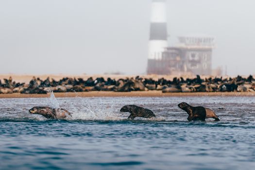 Cape Fur Seals splashing in the waters of Otto Island with a lighthouse in the background.