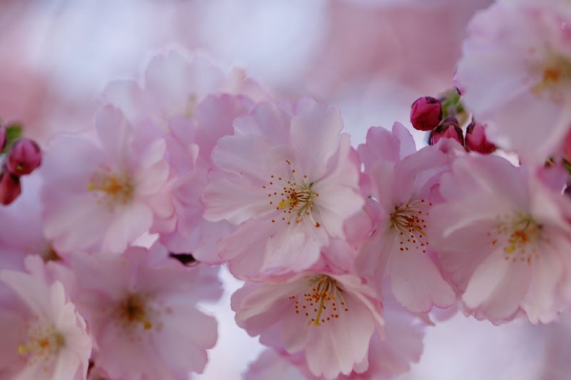 Cherry blossoms in spring