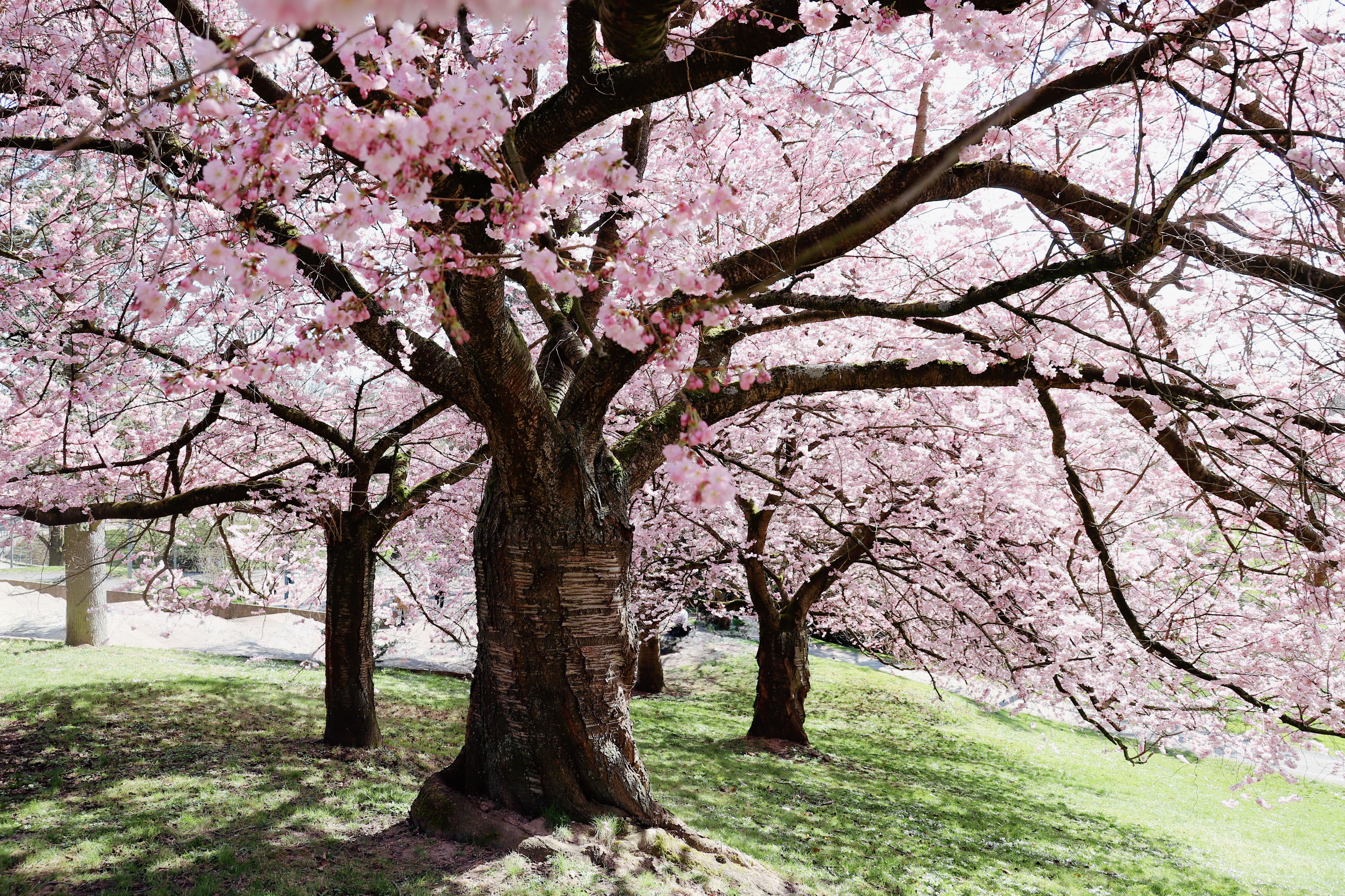 Serene Cherry Blossom Trees in Full Bloom · Free Stock Photo