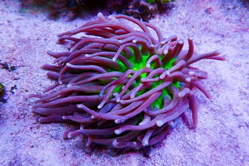 Free Close-up of a colorful sea anemone showcasing its vivid tentacles in a coral reef setting. Stock Photo