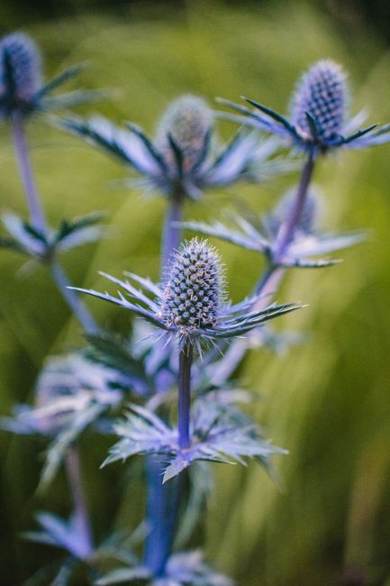 A detailed close-up of blue Eryngium Planum plants in summer, showcasing their unique spiky appearance.
