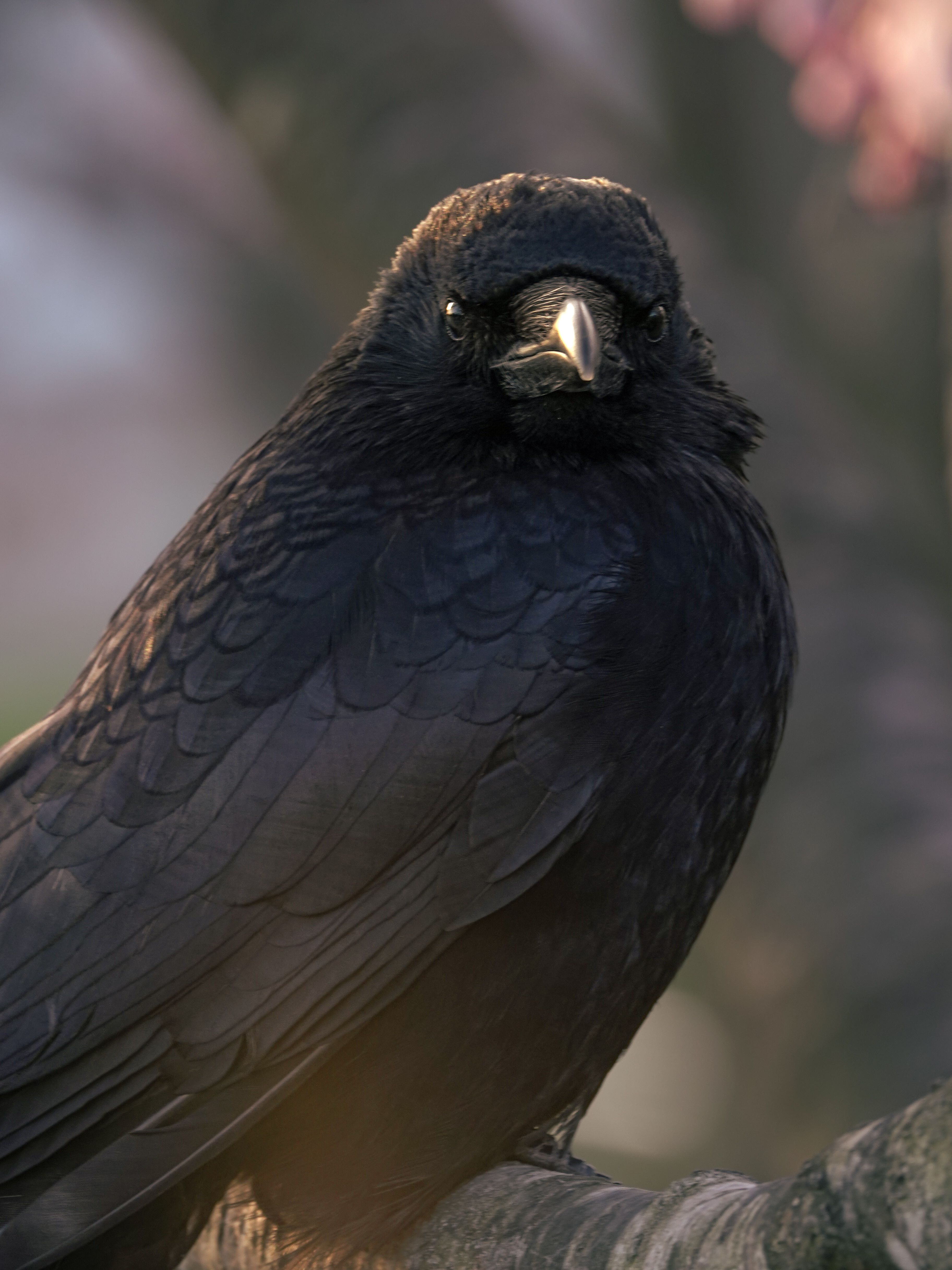 Detailed view of a black bird perched in natural setting, showcasing its plumage.