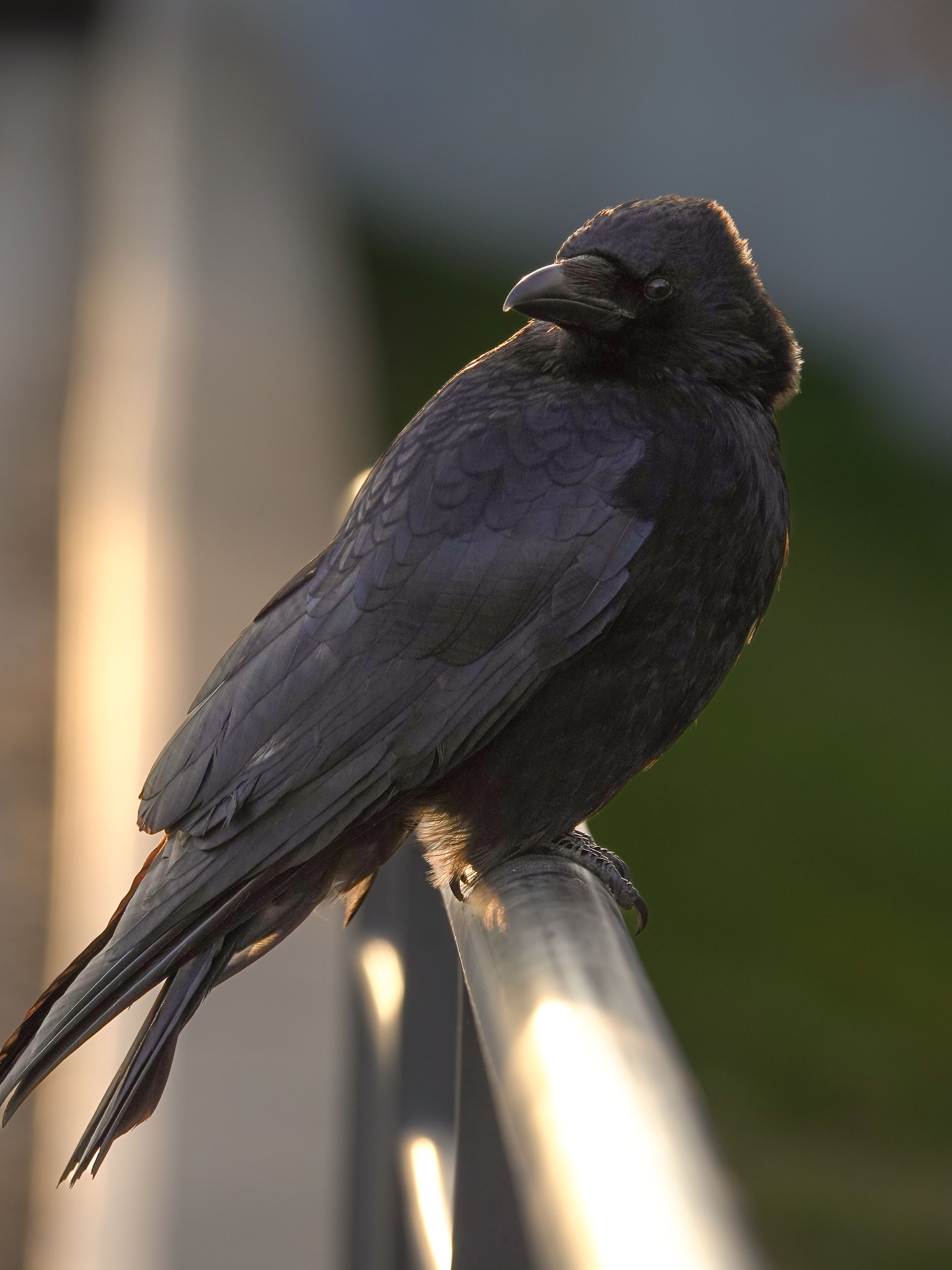 Detailed photograph of a raven perched on a metal railing, captured during daylight for a natural study.