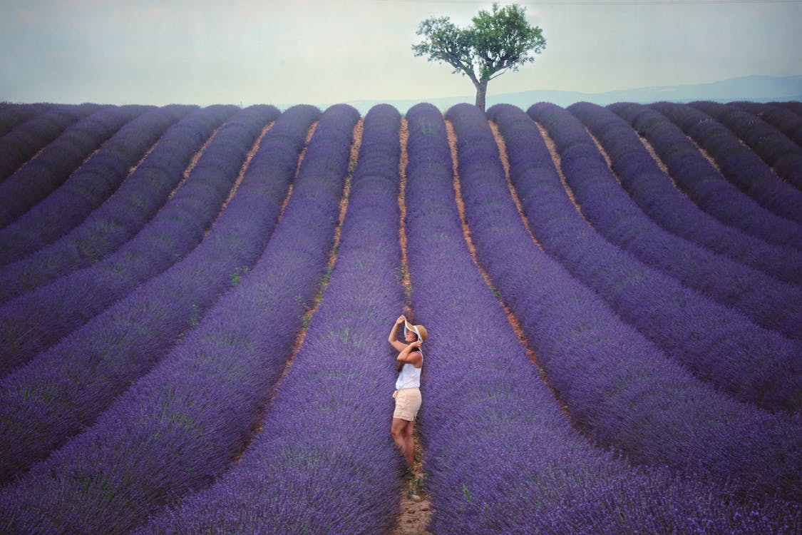 Woman Standing Between Violet Crops