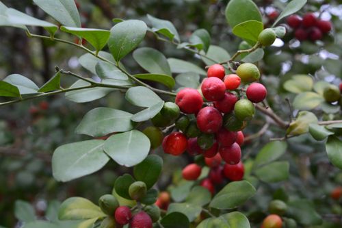 Free Close-up of vibrant red and green Murraya Paniculata berries in a lush garden setting. Stock Photo