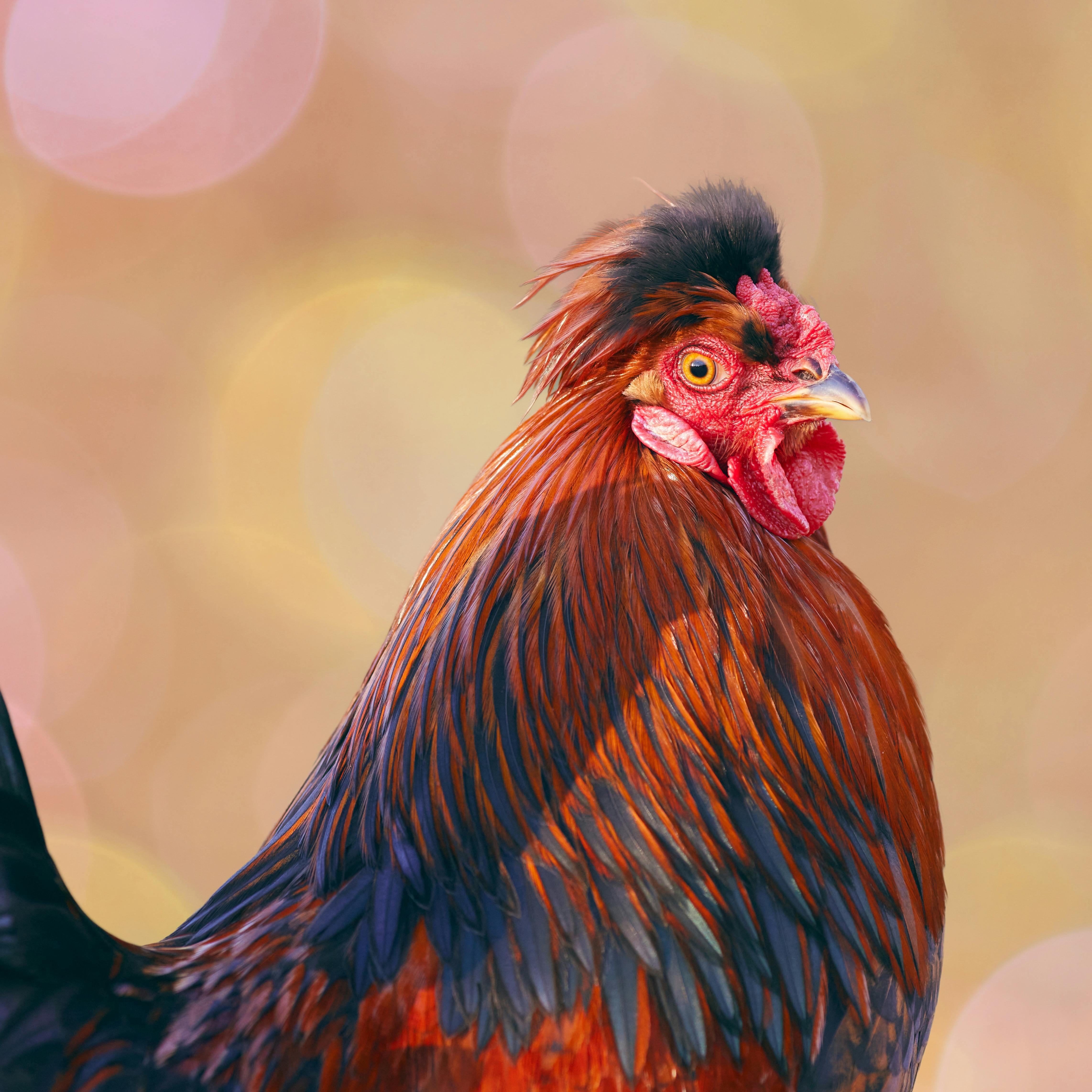Guineas