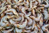 Fresh Prawns
