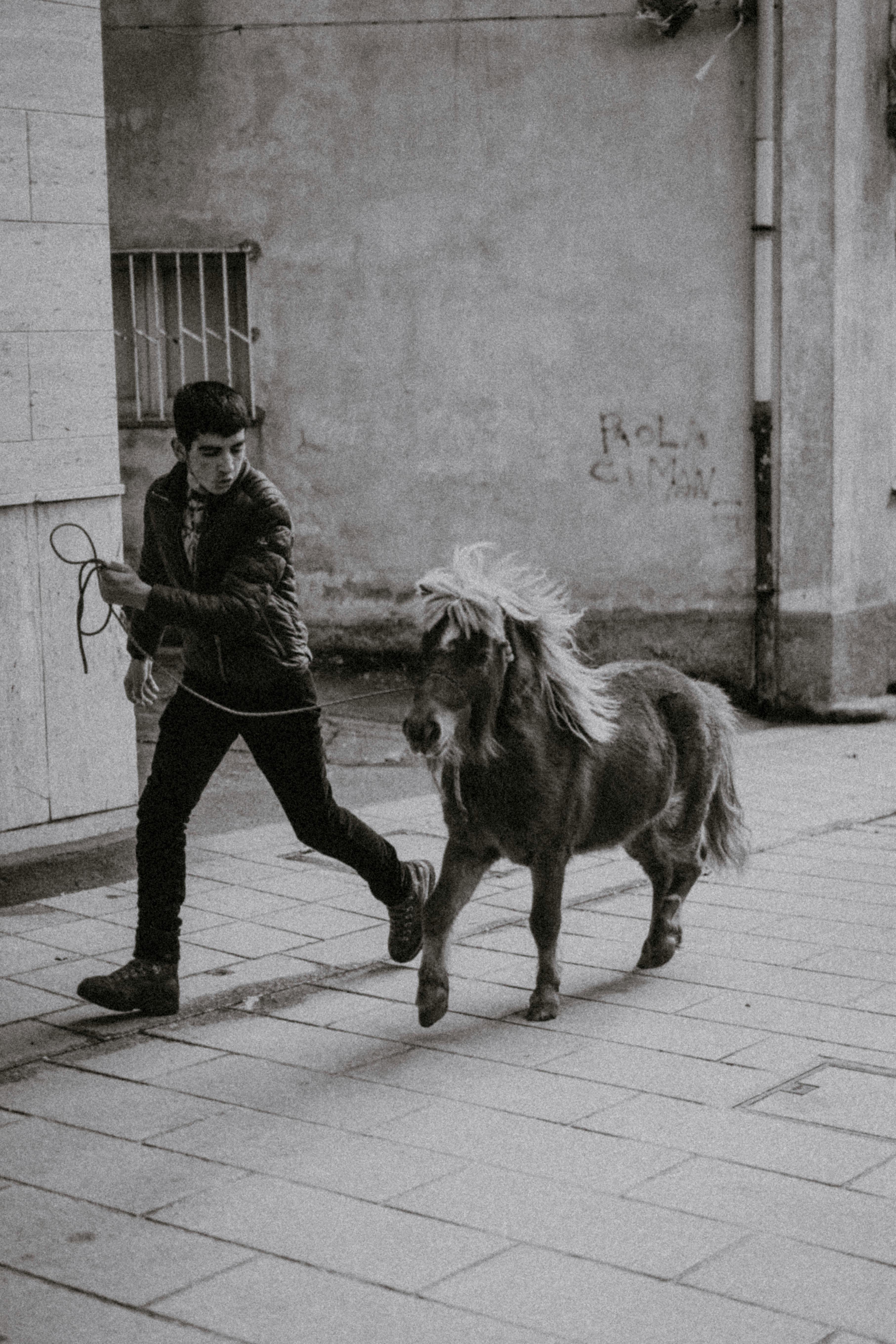 Young man walking a pony on a city street, showcasing urban equestrian life.
