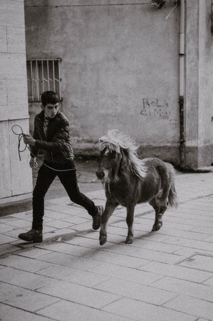 Young man walking a pony on a city street, showcasing urban equestrian life.