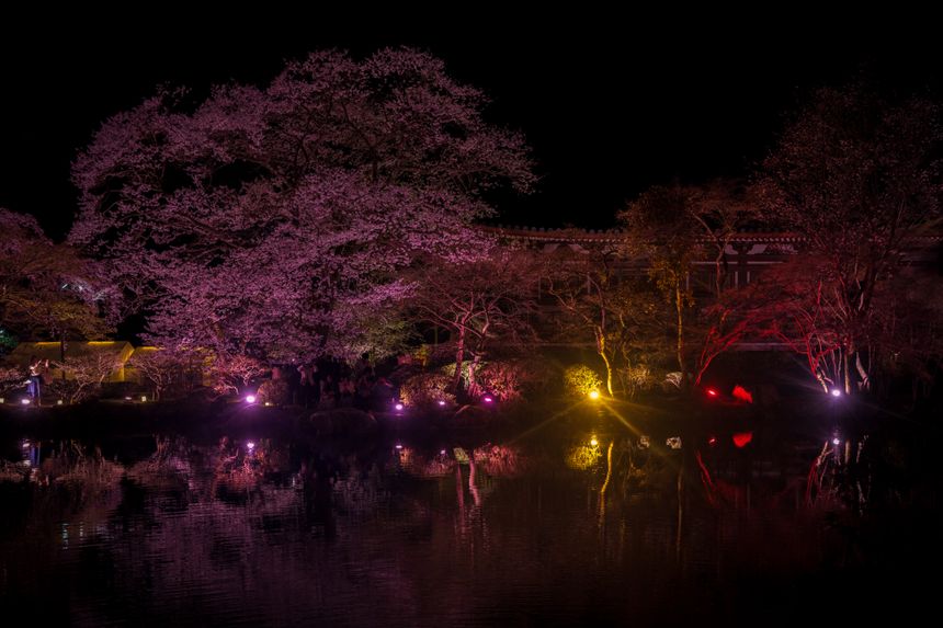 Night blossom over still water, photo by Guohua Song on Pexels