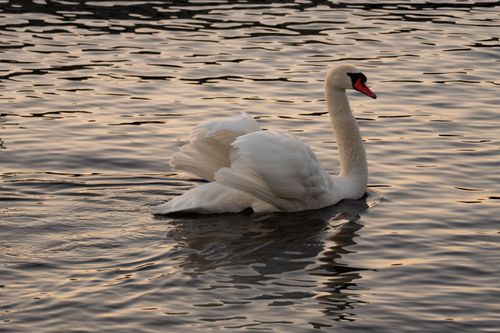 Free A serene swan glides on Tallinn waters at sunset, reflecting warm golden hues. Stock Photo