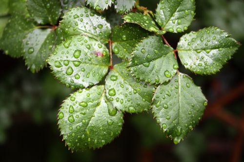 Free Vivid close-up of green rose leaves covered with rain droplets, showcasing nature's beauty. Stock Photo