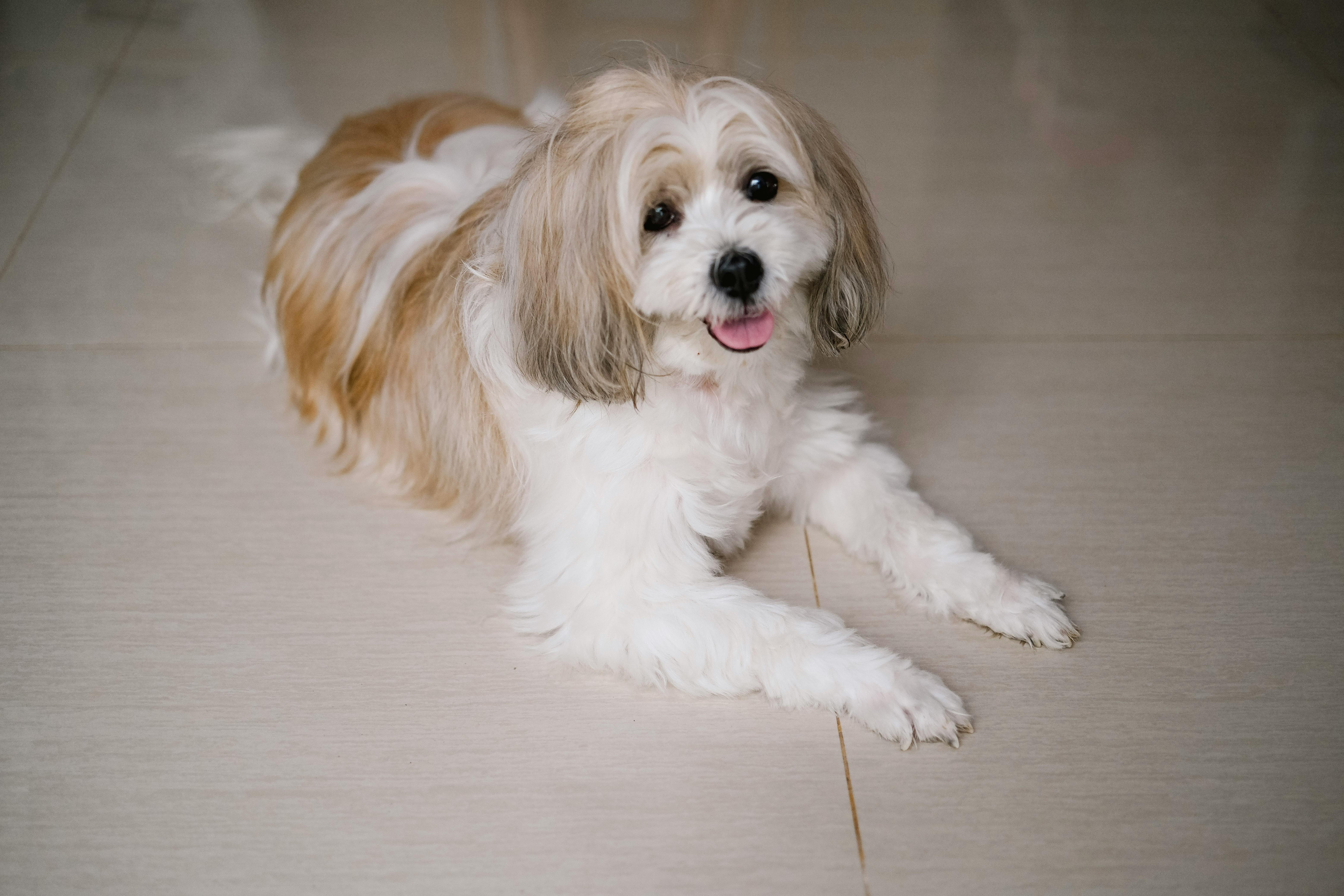 pet technology pet refine technology co. ltd — Photo by Ayyeee Ayyeee on Pexels