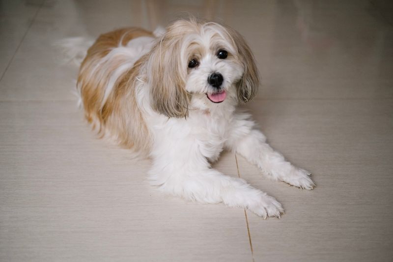 Dexter - photo 1