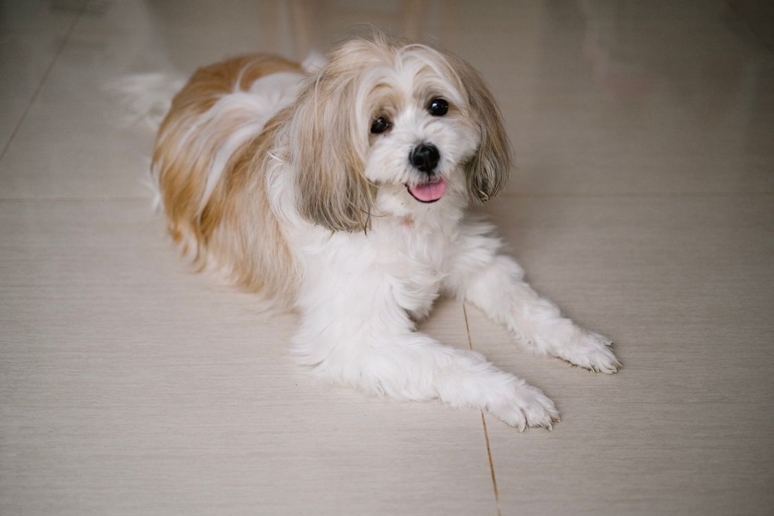 gửi chó mèo có camera 24/7