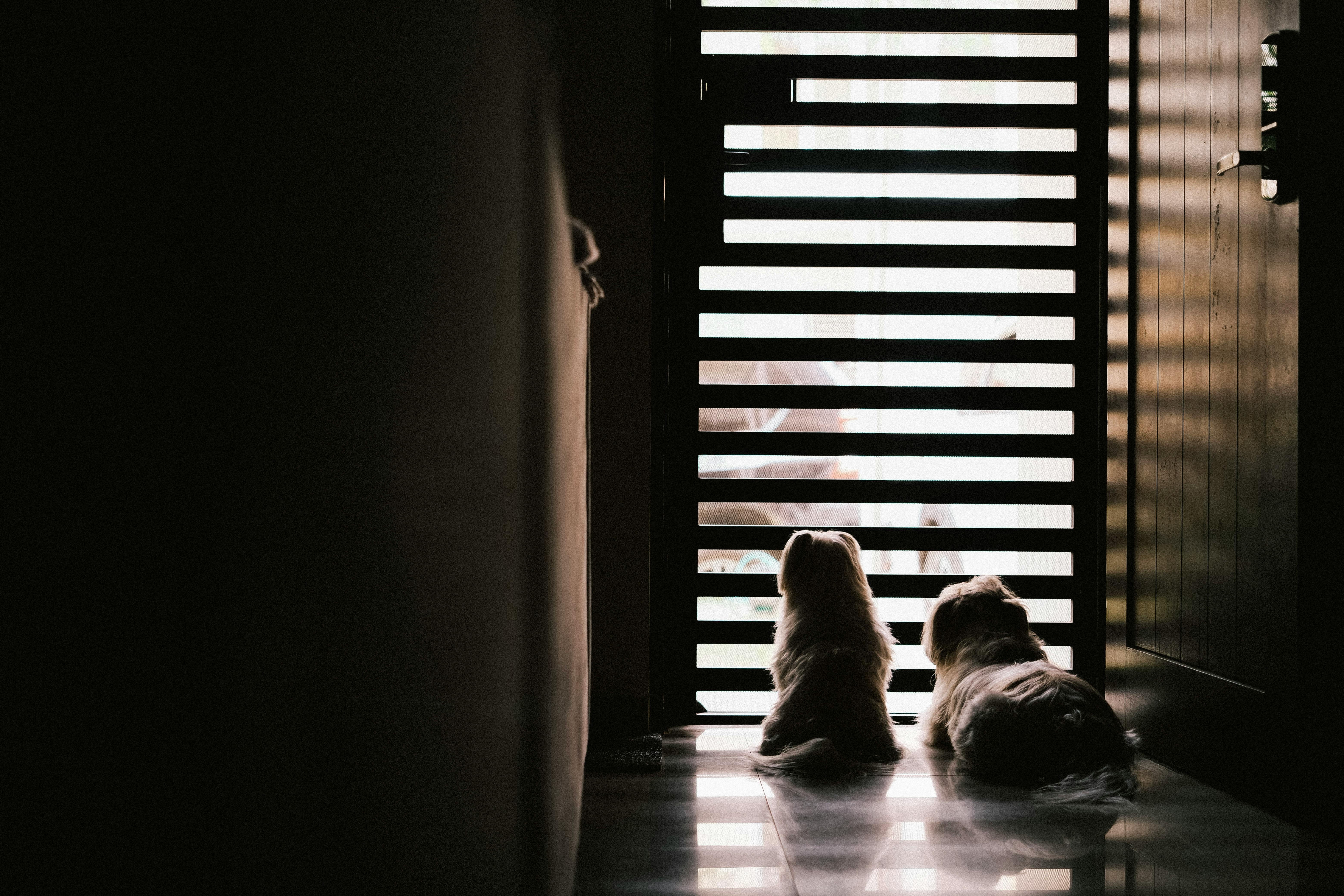 Learn Tips For Pet Safety During Burlington County Animal Shelter’s Family Safety Day Open House — Photo by Ayyeee Ayyeee on 