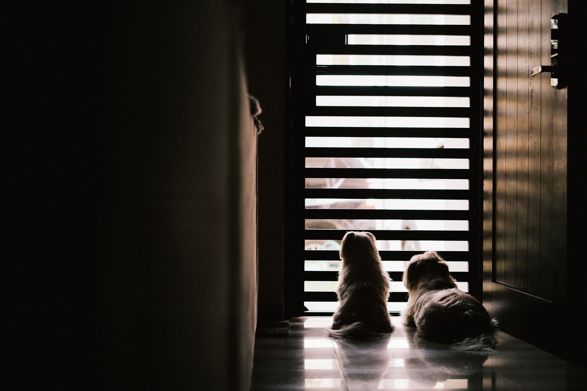 Automatic Dog Door vs Manual (2026) – Clear-Cut Pros and Cons to Choose Smart