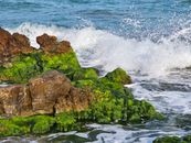Dynamic sea waves crash against moss-covered rocks on a sunny day.