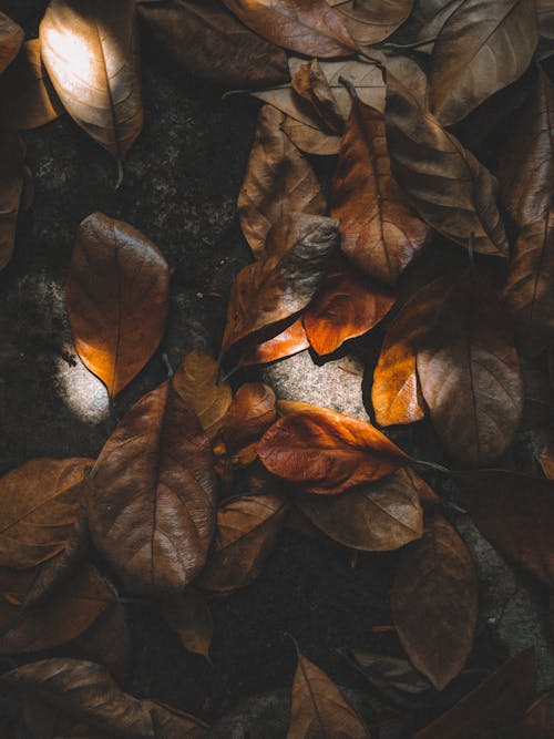 Ingyenes stockfotó barna levelek, évszak, felülnézet témában
