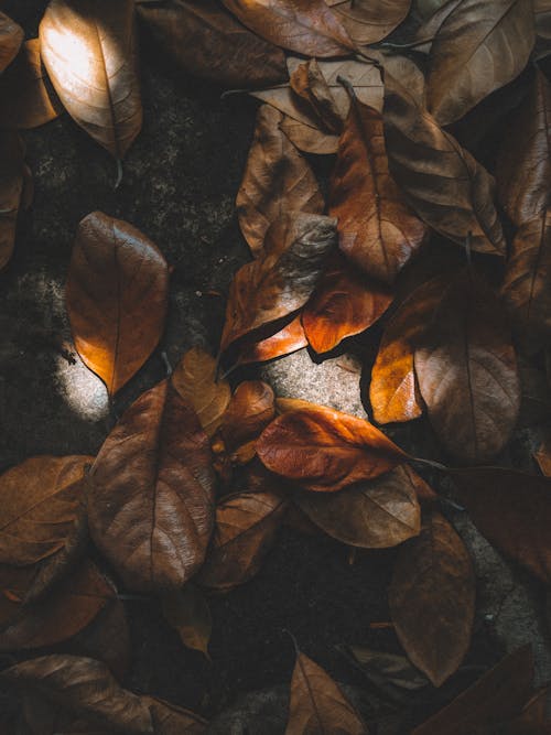 Brown Leaves on the Ground