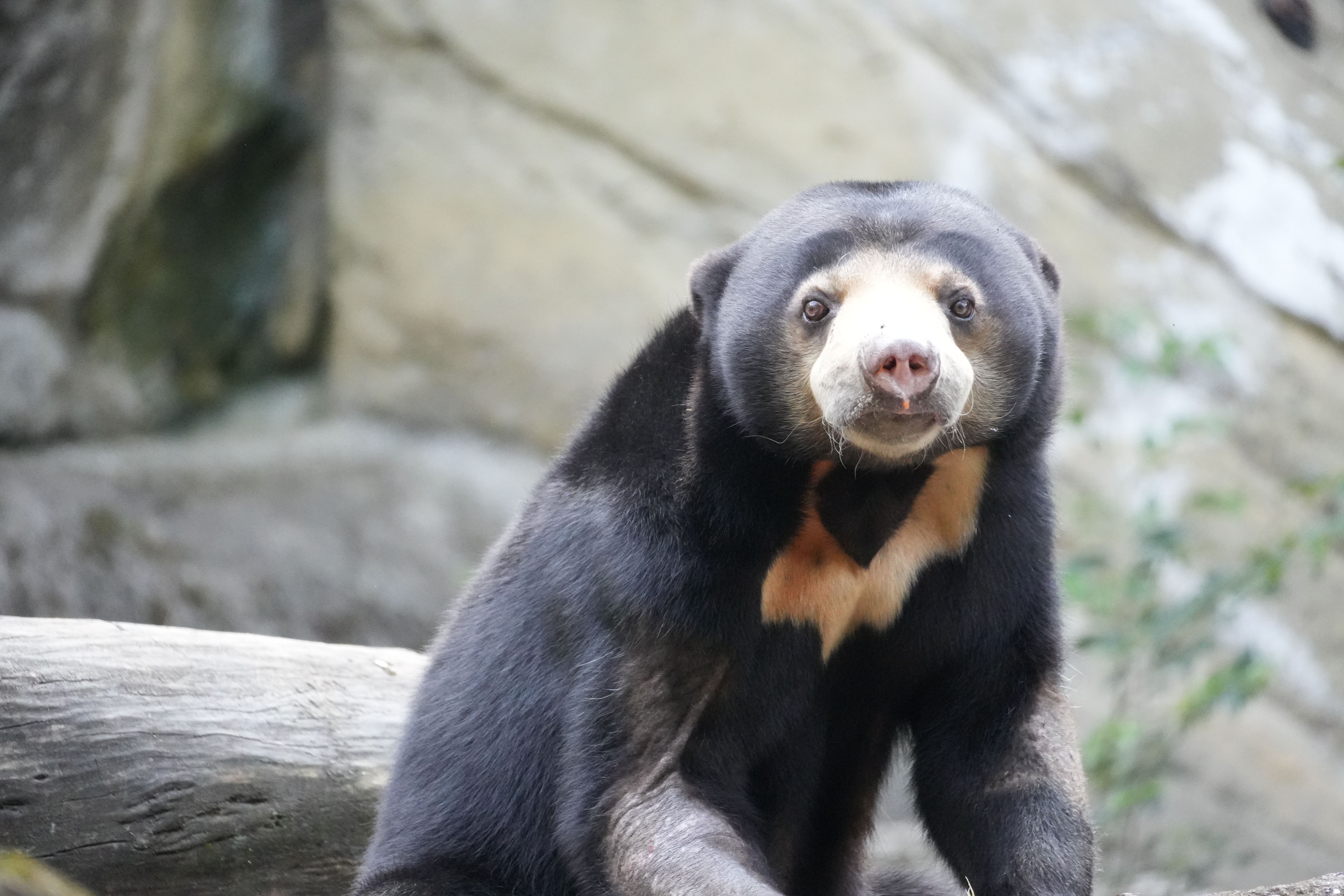 Portrait of a Sun Bear in Natural Habitat · Free Stock Photo