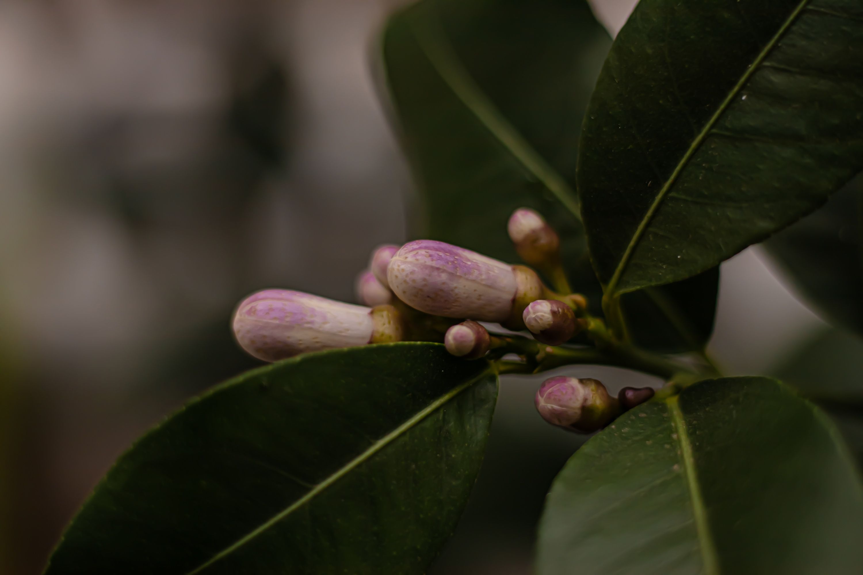 Les 7 Bourgeons Méconnus qui Réveillent votre Énergie Vitale et Nourrissent votre Système Immunitair