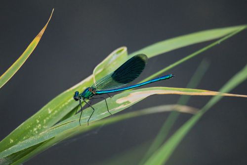 Teal Dragonfly on a Green Leafed Plant during Daytime · Free Stock Photo