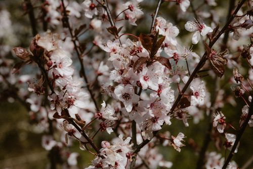 Free A close-up image of delicate cherry blossoms blooming in the spring season. Stock Photo