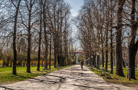 A serene winter day showing a long pathway lined with bare trees and park benches under a clear blue sky.